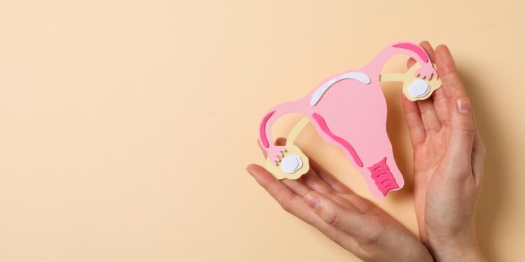 female fertility cycle